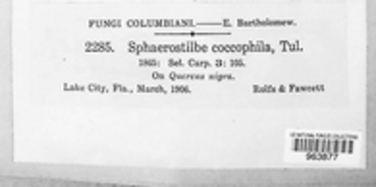 Cosmospora flammea image